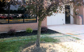 Evergreen Tree Planting